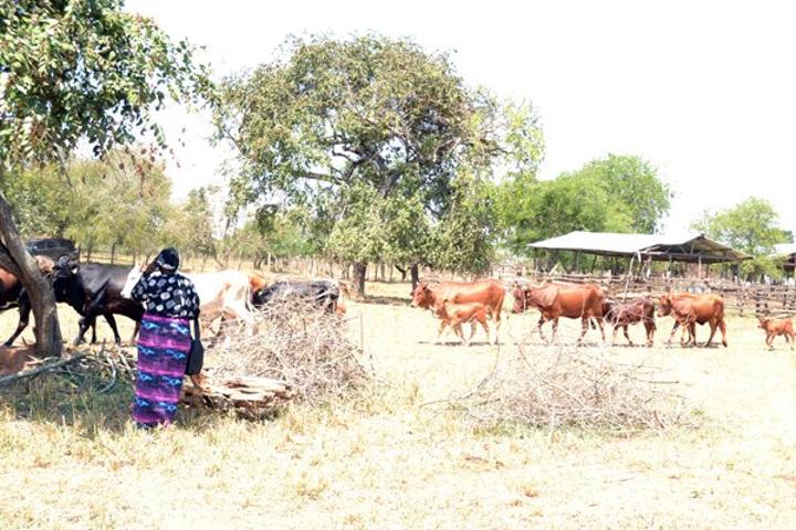 Nakasongola cattle keepers scramble for water as dry spell intensifies Nakasongola cattle keepers scramble for water as dry spell intensifies