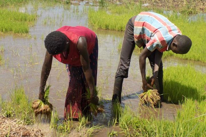 Museveni, farmers’ body clash over rice growing in wetlands Museveni, farmers’ body clash over rice growing in wetlands