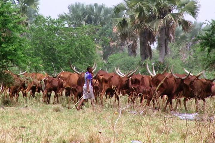 Nakasongola loses 400 animals to thieves in last four months Nakasongola loses 400 animals to thieves in last four months