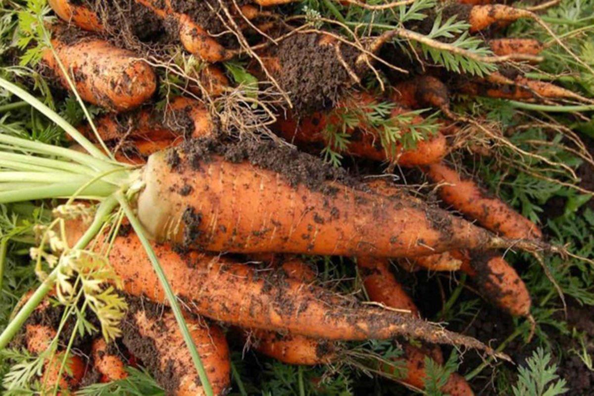 Growing carrots From sowing to harvest Uganda