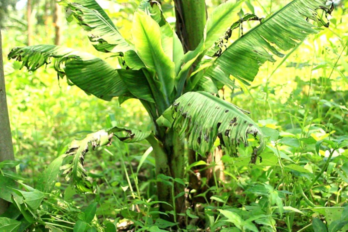 New strange disease hits banana species - Uganda