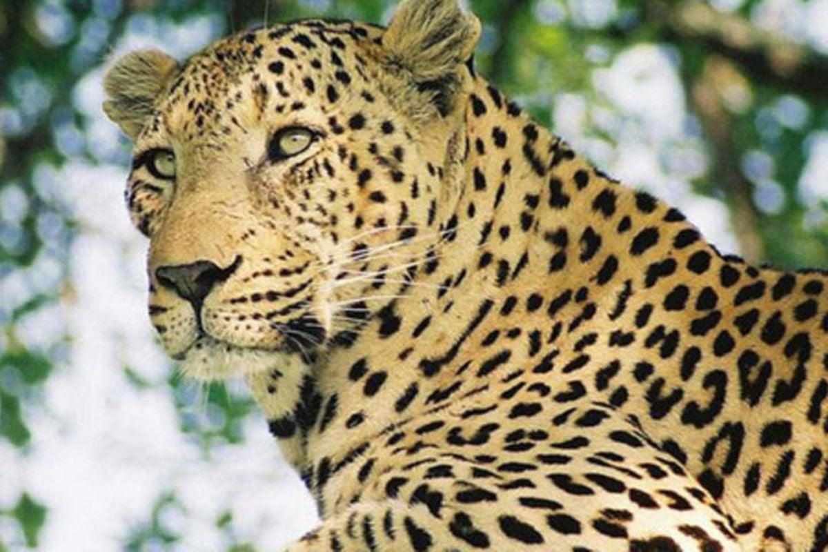 Fear as Leopard invades village in Bukomansimbi - Uganda