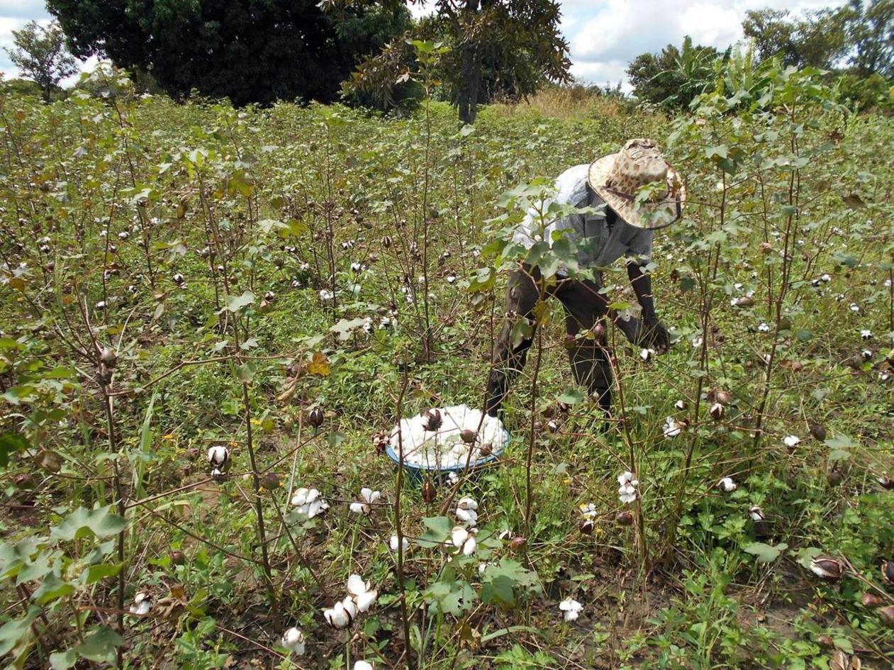 Farmers abandon cotton for better-paying crops Farmers abandon cotton for better-paying crops