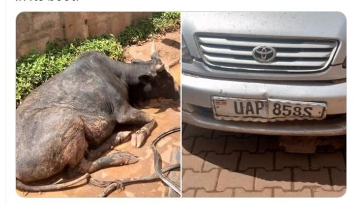 Police intercept stolen Toyota Ipsum transporting livestock in boot Police intercept stolen Toyota Ipsum transporting livestock in boot