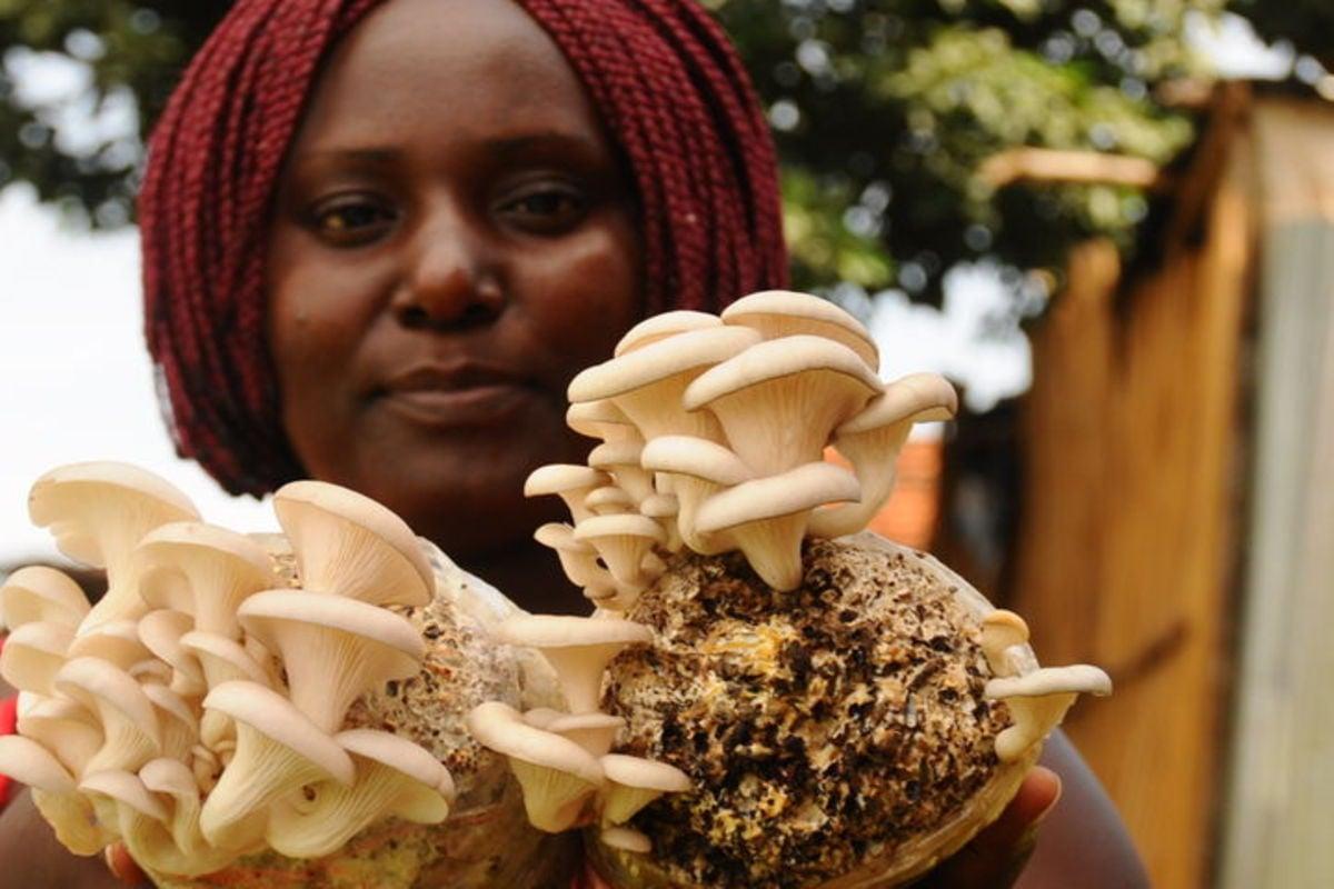 Bukedi farmers reap big from growing mushrooms Bukedi farmers reap big from growing mushrooms