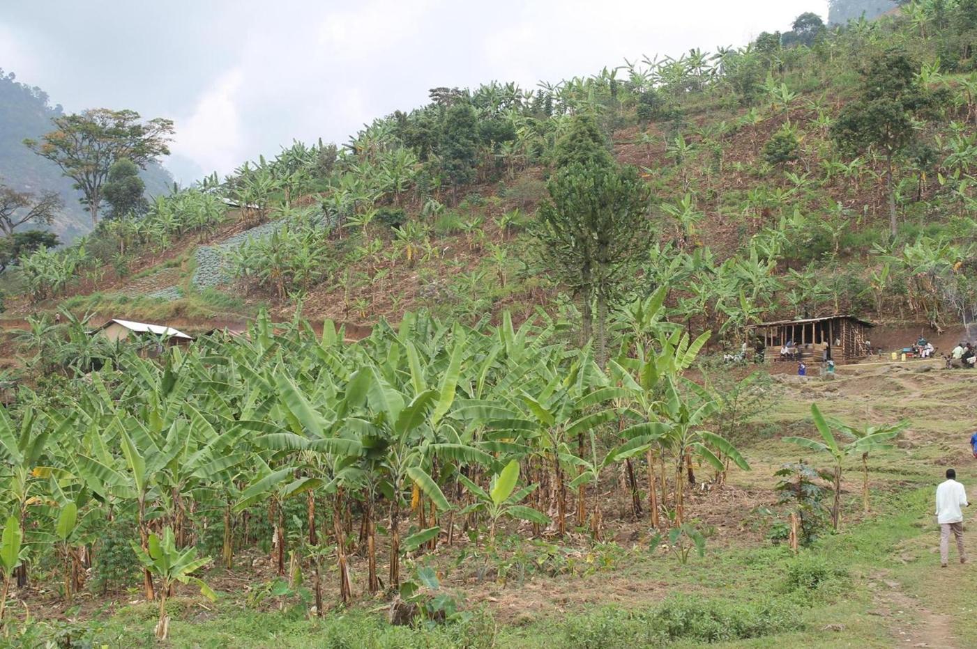 Landslide survivors return to Bududa after 13 years Landslide survivors return to Bududa after 13 years