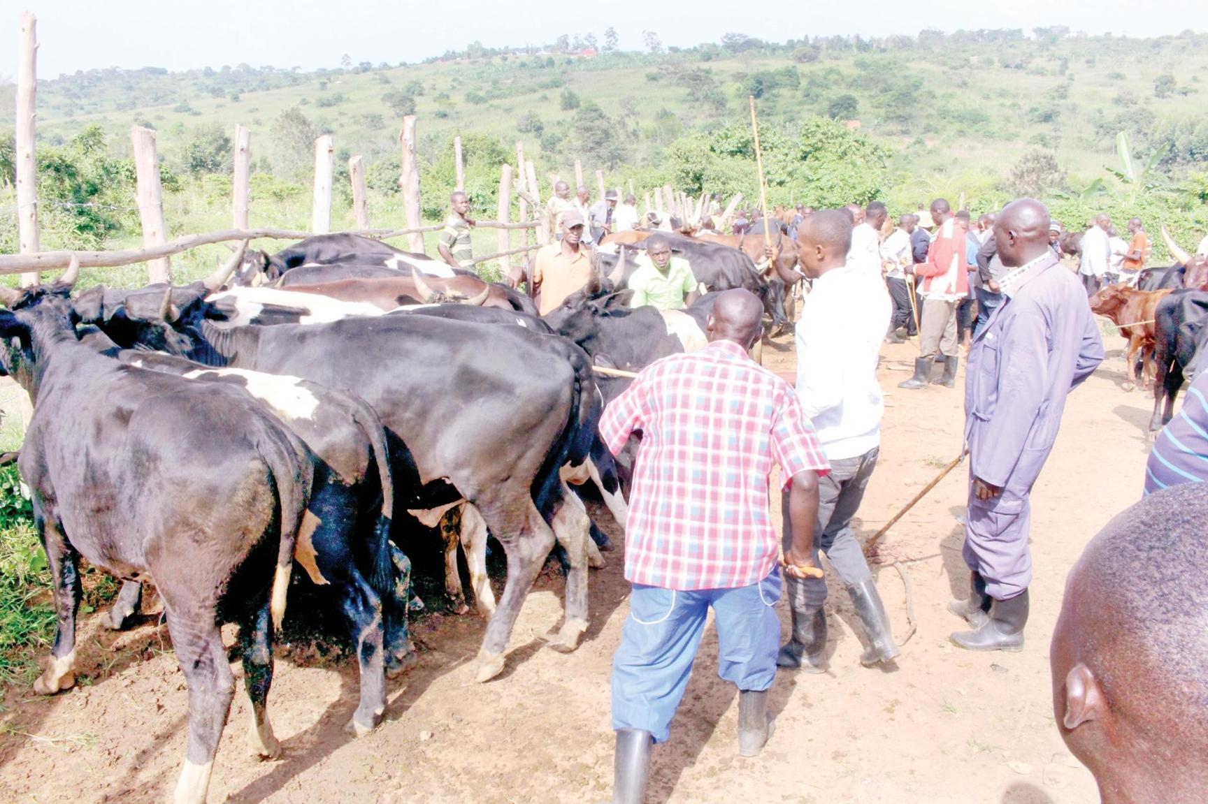 PS renews plan to tax farmers in Uganda PS renews plan to tax farmers in Uganda