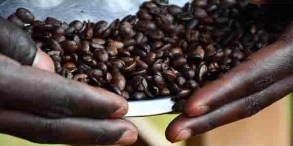 China tea drinkers embrace African coffee, thanks to millenials China tea drinkers embrace African coffee, thanks to millenials