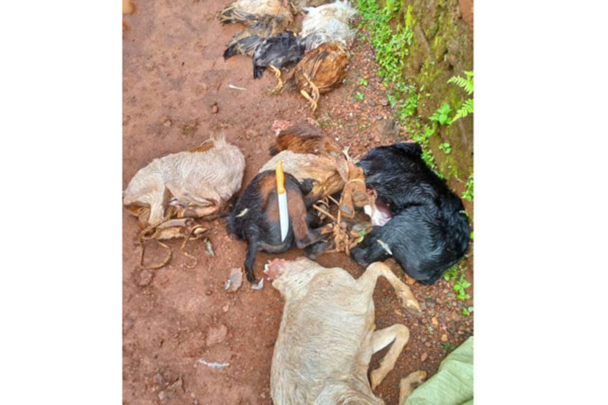 Man arrested with four headless goat carcasses, nine chicken Man arrested with four headless goat carcasses, nine chicken