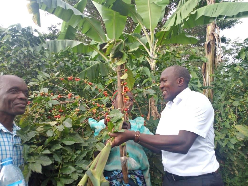 Farmers accuse Nandala-led BCU of stifling coffee farming Farmers accuse Nandala-led BCU of stifling coffee farming