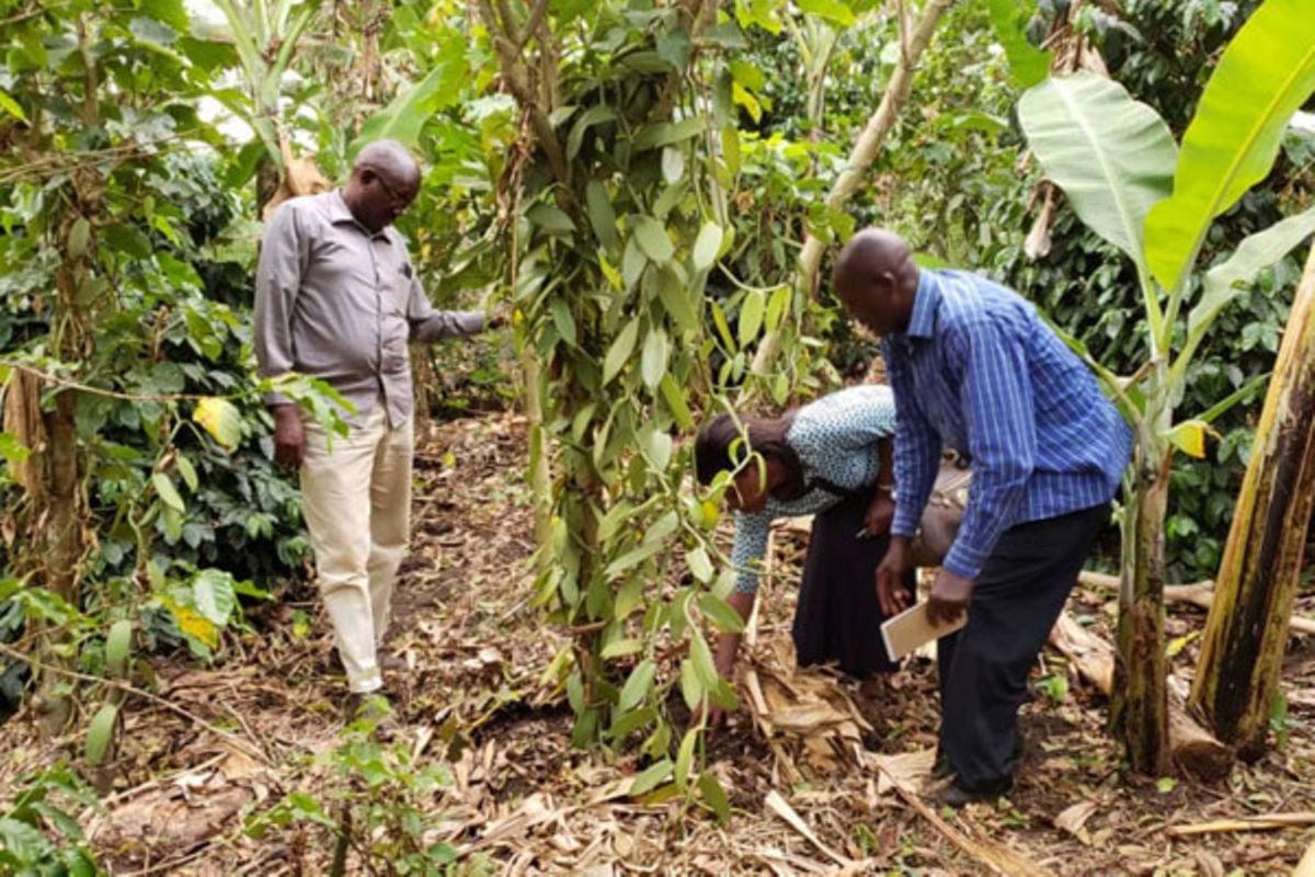 Vanilla farmers seek govt action to stabilise prices Vanilla farmers seek govt action to stabilise prices