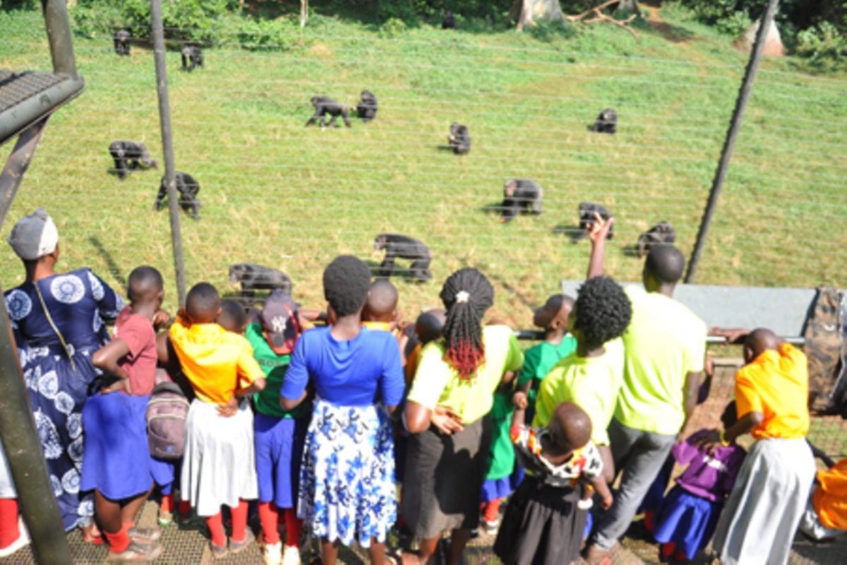 UWA to reintroduce chimpanzees into the wild UWA to reintroduce chimpanzees into the wild