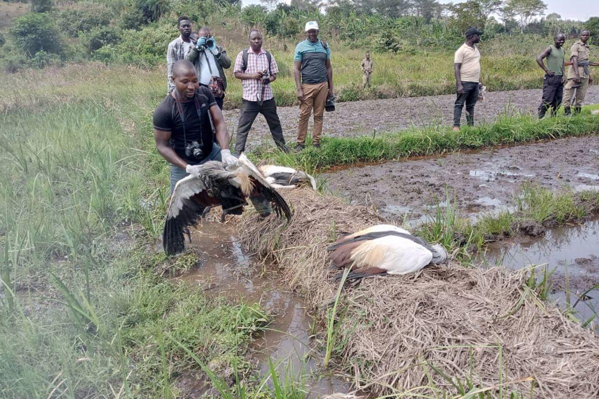 At least 11 Crested Cranes poisoned to death in Lwengo At least 11 Crested Cranes poisoned to death in Lwengo