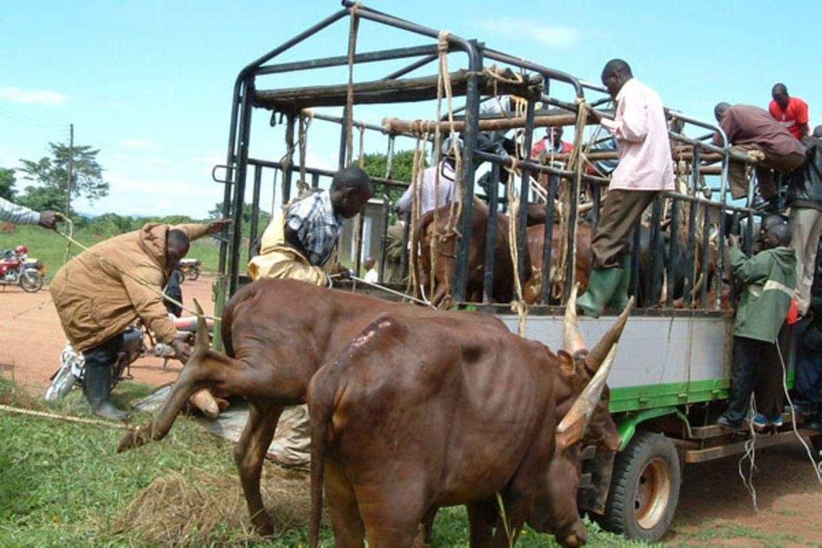 No transporting animals in the dark, security declares No transporting animals in the dark, security declares