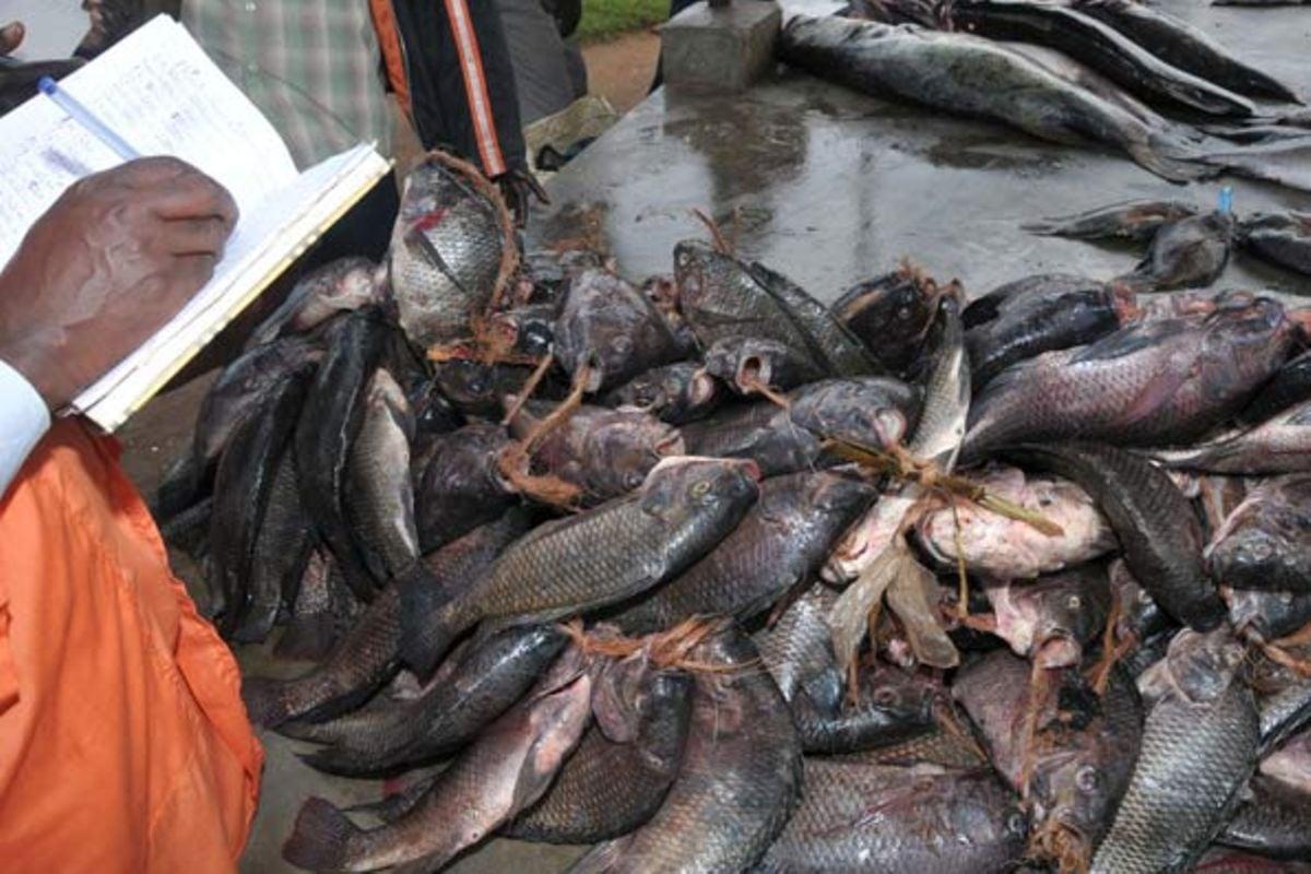 New research okays solar light for fishing New research okays solar light for fishing