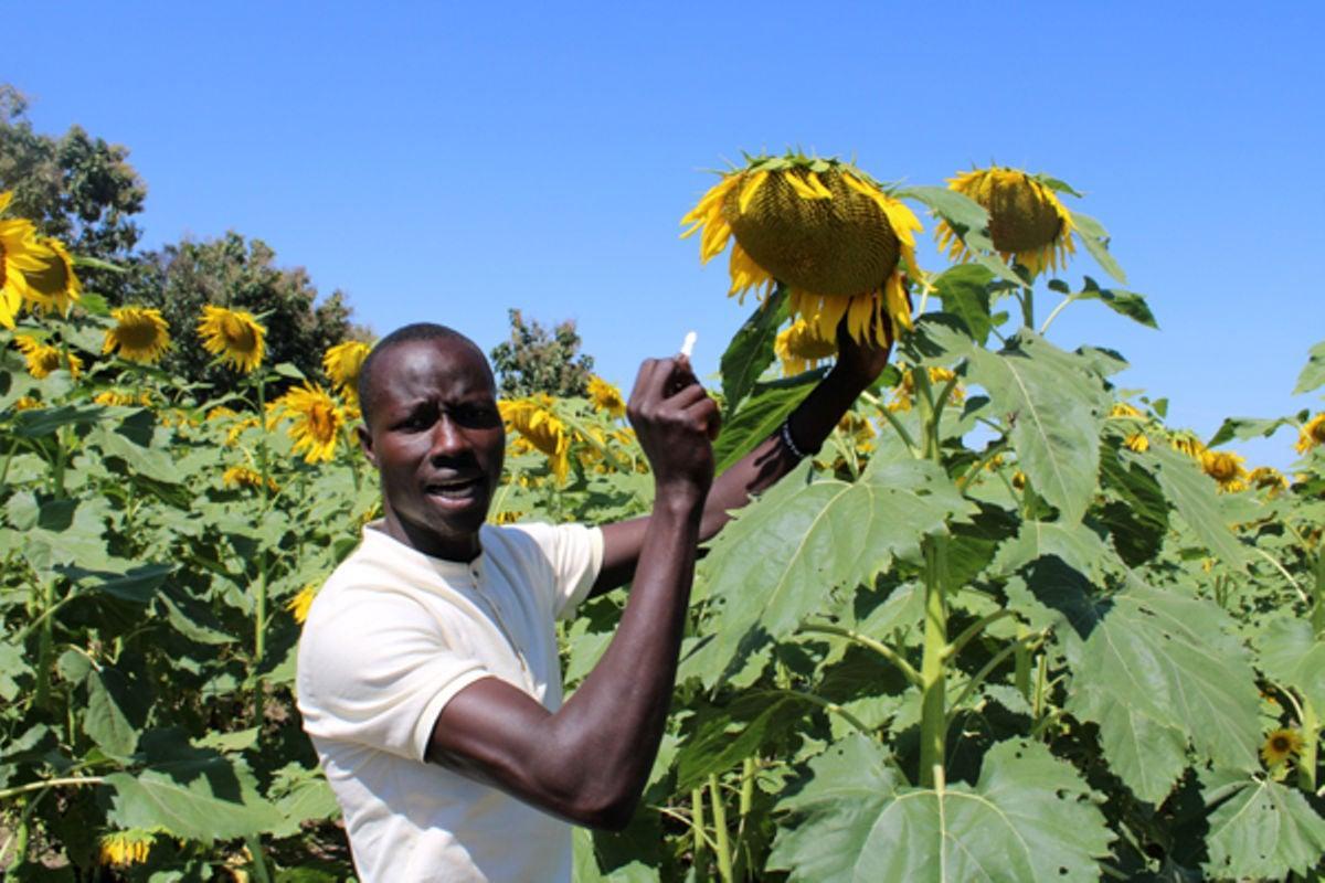 Lango, Acholi get Shs7 billion for oilseed growing Lango, Acholi get Shs7 billion for oilseed growing