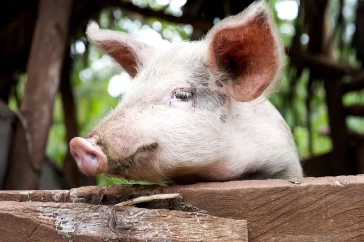 Risk of ARV in chicken, pork divides scientists Risk of ARV in chicken, pork divides scientists