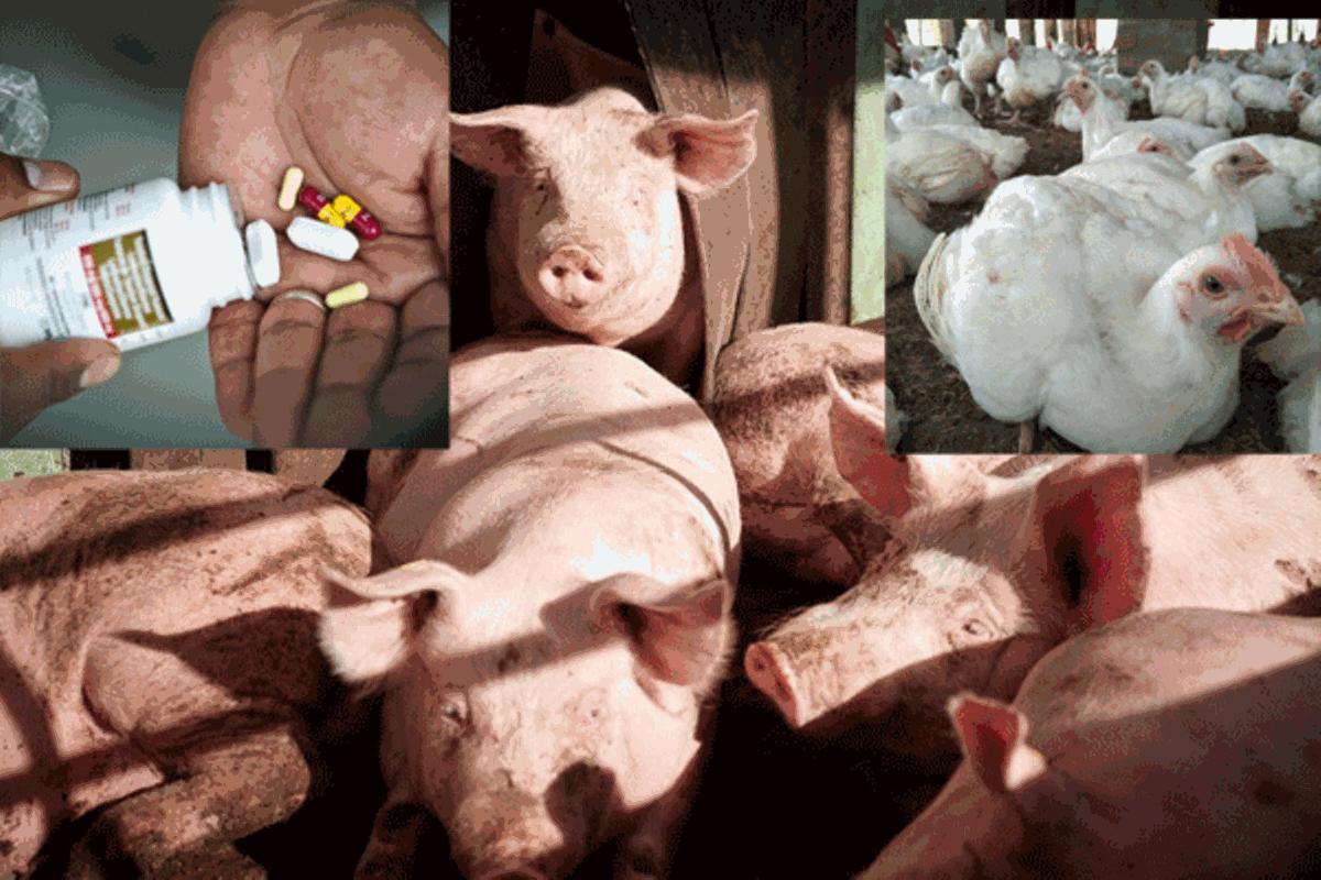 Experts link ARV use for pigs to rising feed prices Experts link ARV use for pigs to rising feed prices