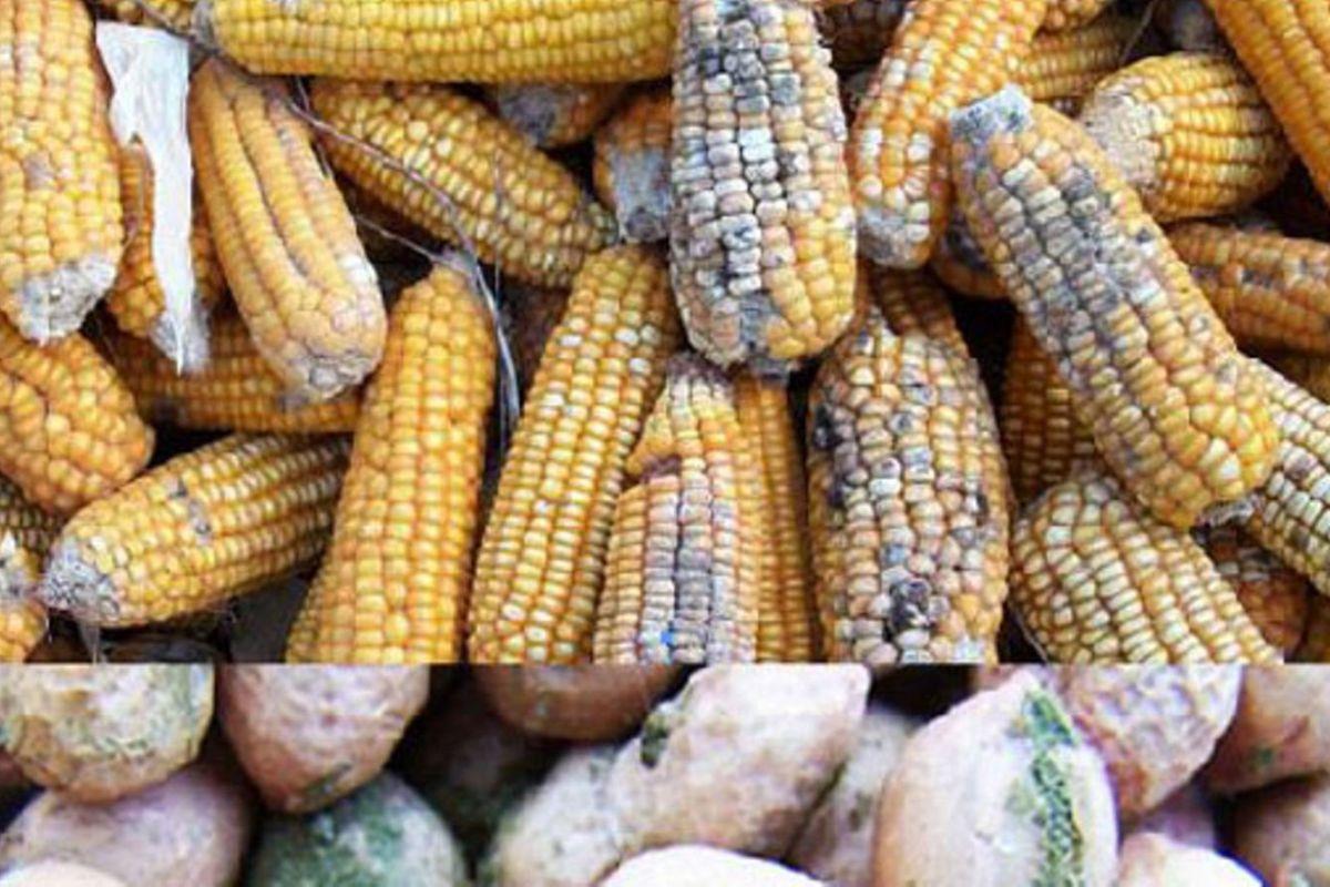 Govt should sensitise farmers on aflatoxins Govt should sensitise farmers on aflatoxins