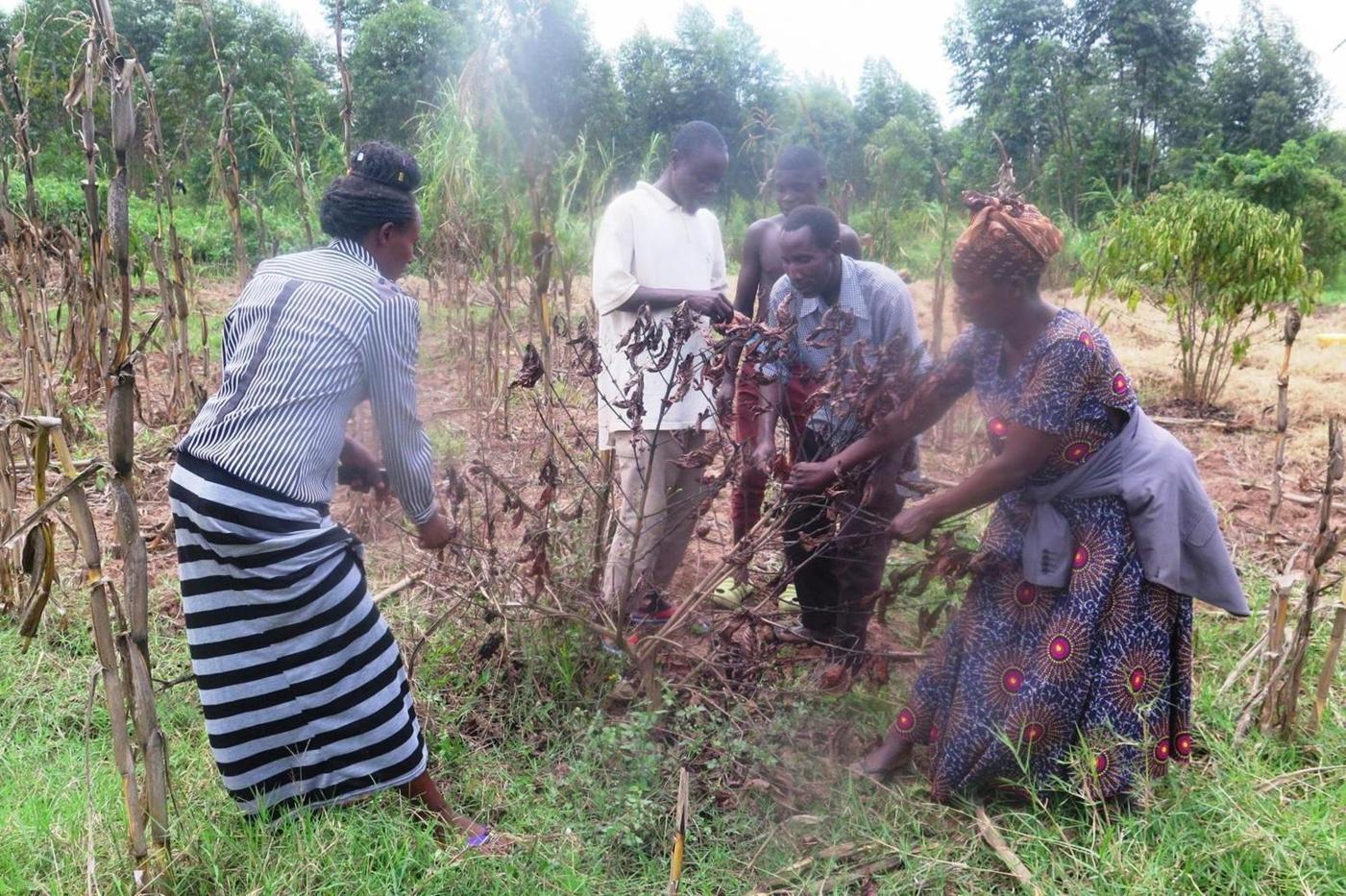 Coffee farmers feel the heat of dry spell Coffee farmers feel the heat of dry spell
