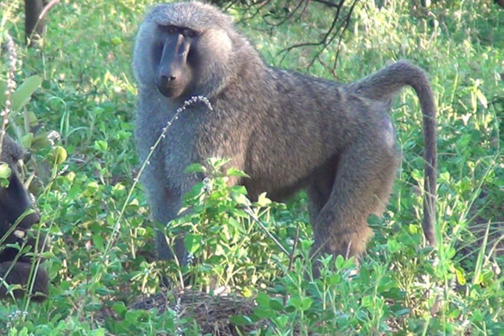 Wildlife ranger shoots one dead, injures another in Murchison Falls National Park operation Wildlife ranger shoots one dead, injures another in Murchison Falls National Park operation