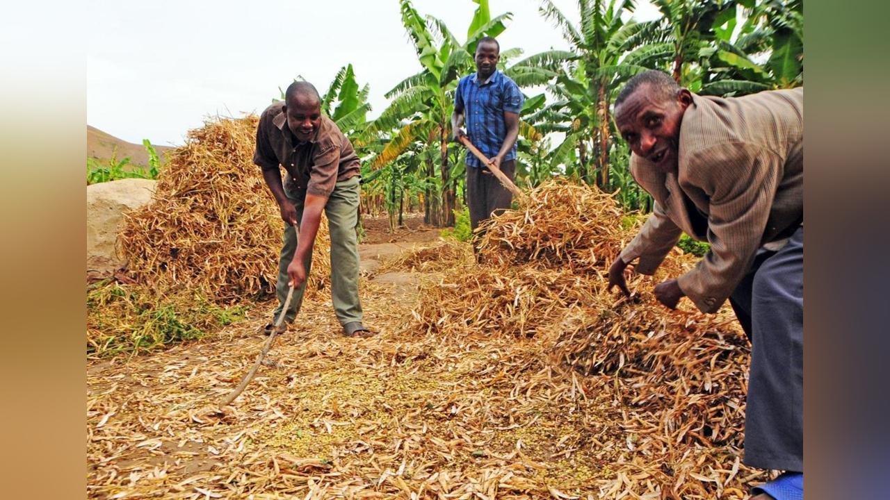 Uganda running out of safe food options Uganda