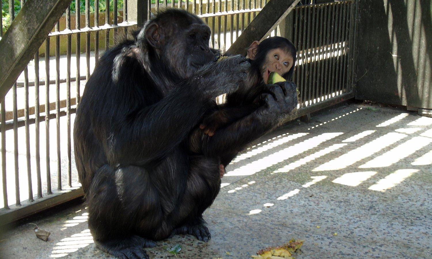 Ngamba to consider vasectomy for male chimps - Uganda