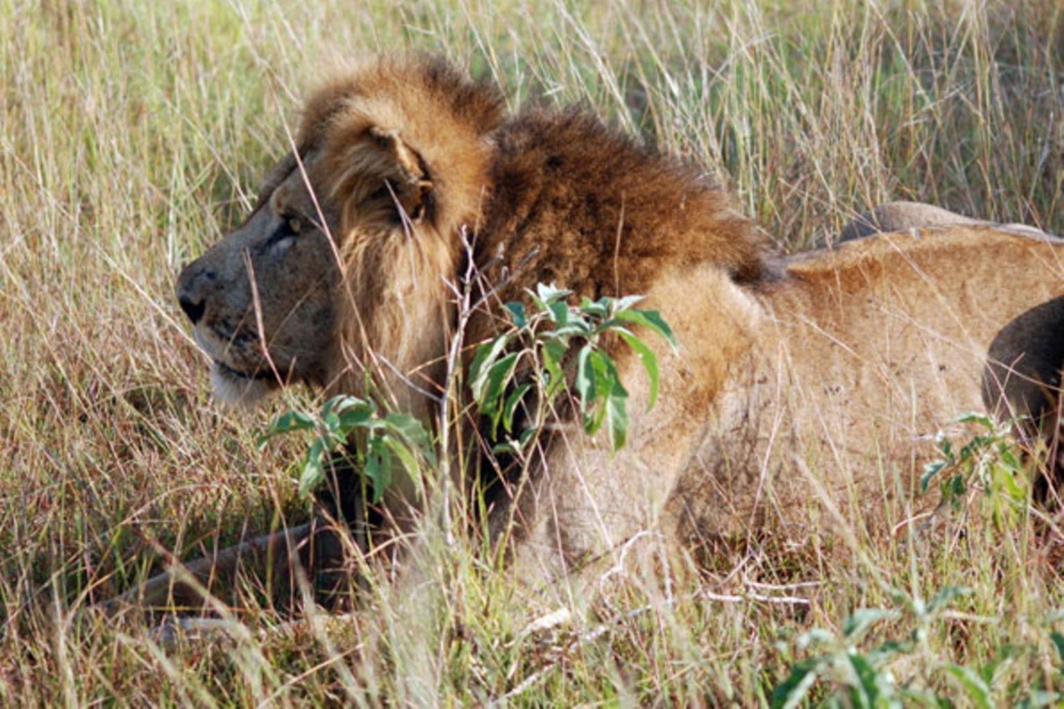 Protect lions, activists tell African govts - Uganda