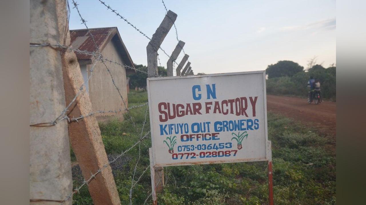 Sugar Factory Closure Leaves Bitter Taste for Cane Growers Sugar Factory Closure Leaves Bitter Taste for Cane Growers