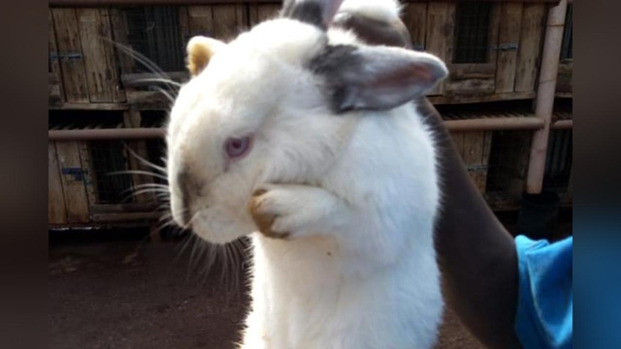 Revolutionising Rabbit Farming: Uganda Invests in Modern Infrastructure Revolutionising Rabbit Farming: Uganda Invests in Modern Infrastructure