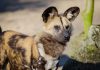 African Wild Dogs: DNA Tests of their Faeces Reveal Surprises about what they Eat African Wild Dogs: DNA Tests of their Faeces Reveal Surprises about what they Eat