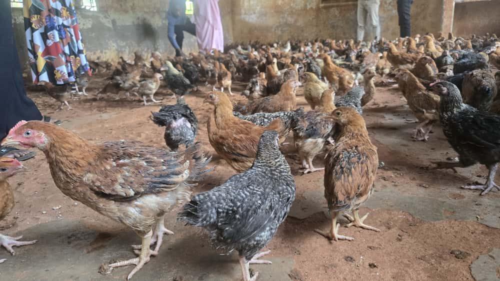 Busoga Consortium Distributes Hybrid Chickens for Income Busoga Consortium Distributes Hybrid Chickens for Income