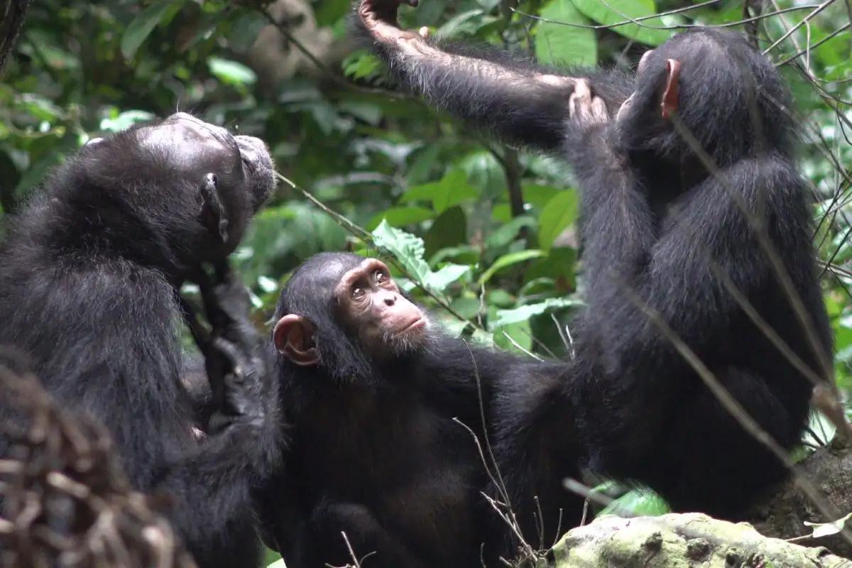 Chimpanzees in Uganda use Insects for Wound Care Chimpanzees in Uganda use Insects for Wound Care