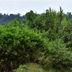 Land Disputes Stall Feeder Road Repairs in Buvuma District Land Disputes Stall Feeder Road Repairs in Buvuma District