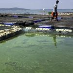 Fish Farming Growth in Lake Victoria Faces Challenges Fish Farming Growth in Lake Victoria Faces Challenges