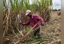 Busoga Sugarcane Farmers Protest Illegal Deductions Busoga Sugarcane Farmers Protest Illegal Deductions