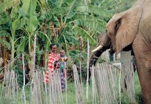 Buliisa Farmers Threaten to Demonstrate over Elephant Incursions Buliisa Farmers Threaten to Demonstrate over Elephant Incursions