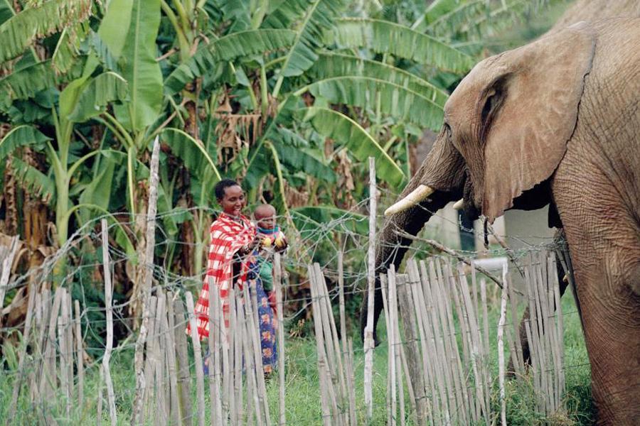 Buliisa Farmers Threaten to Demonstrate over Elephant Incursions Buliisa Farmers Threaten to Demonstrate over Elephant Incursions