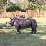Uganda Welcomes Eight Southern White Rhinos Uganda Welcomes Eight Southern White Rhinos