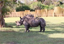 Uganda Welcomes Eight Southern White Rhinos Uganda Welcomes Eight Southern White Rhinos