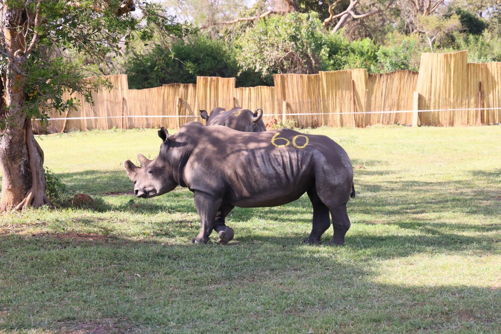 Uganda Welcomes Eight Southern White Rhinos