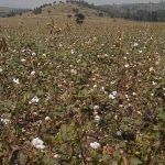 Kasese Cotton Farmers Demand Action on Climate and Prices Kasese Cotton Farmers Demand Action on Climate and Prices