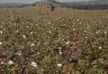 Kasese Cotton Farmers Demand Action on Climate and Prices Kasese Cotton Farmers Demand Action on Climate and Prices
