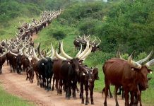 Ankole Cow is Uganda’S Heritage that must be Protected Ankole Cow is Uganda’S Heritage that must be Protected