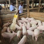 From Two Pigs to Prosperity in Kigezi From Two Pigs to Prosperity in Kigezi