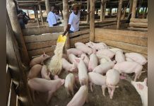From Two Pigs to Prosperity in Kigezi From Two Pigs to Prosperity in Kigezi