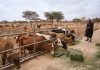 China-Africa Cooperation Urged to Boost Livestock Sector China-Africa Cooperation Urged to Boost Livestock Sector