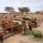 China-Africa Cooperation Urged to Boost Livestock Sector China-Africa Cooperation Urged to Boost Livestock Sector