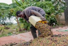 Luweero Coffee Park Excites Leaders, Farmers Luweero Coffee Park Excites Leaders, Farmers