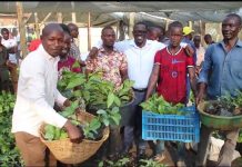 Masaka Farmers get 20,000 Coffee Seedlings for Income Masaka Farmers get 20,000 Coffee Seedlings for Income